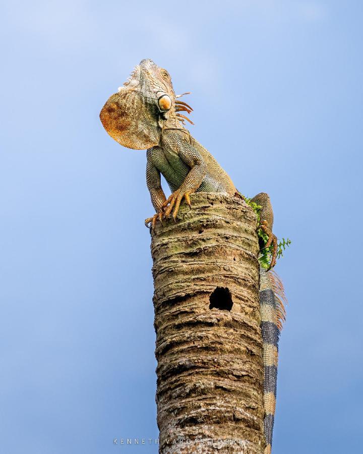 The Babylon Suite Tortuguero Buitenkant foto
